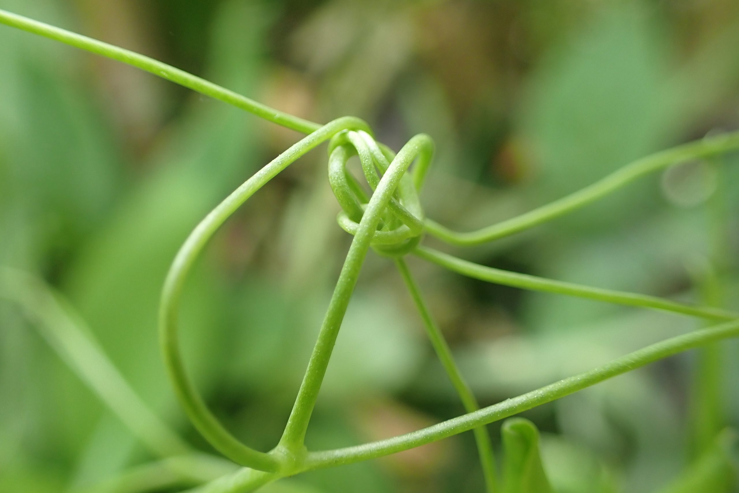 Akebia