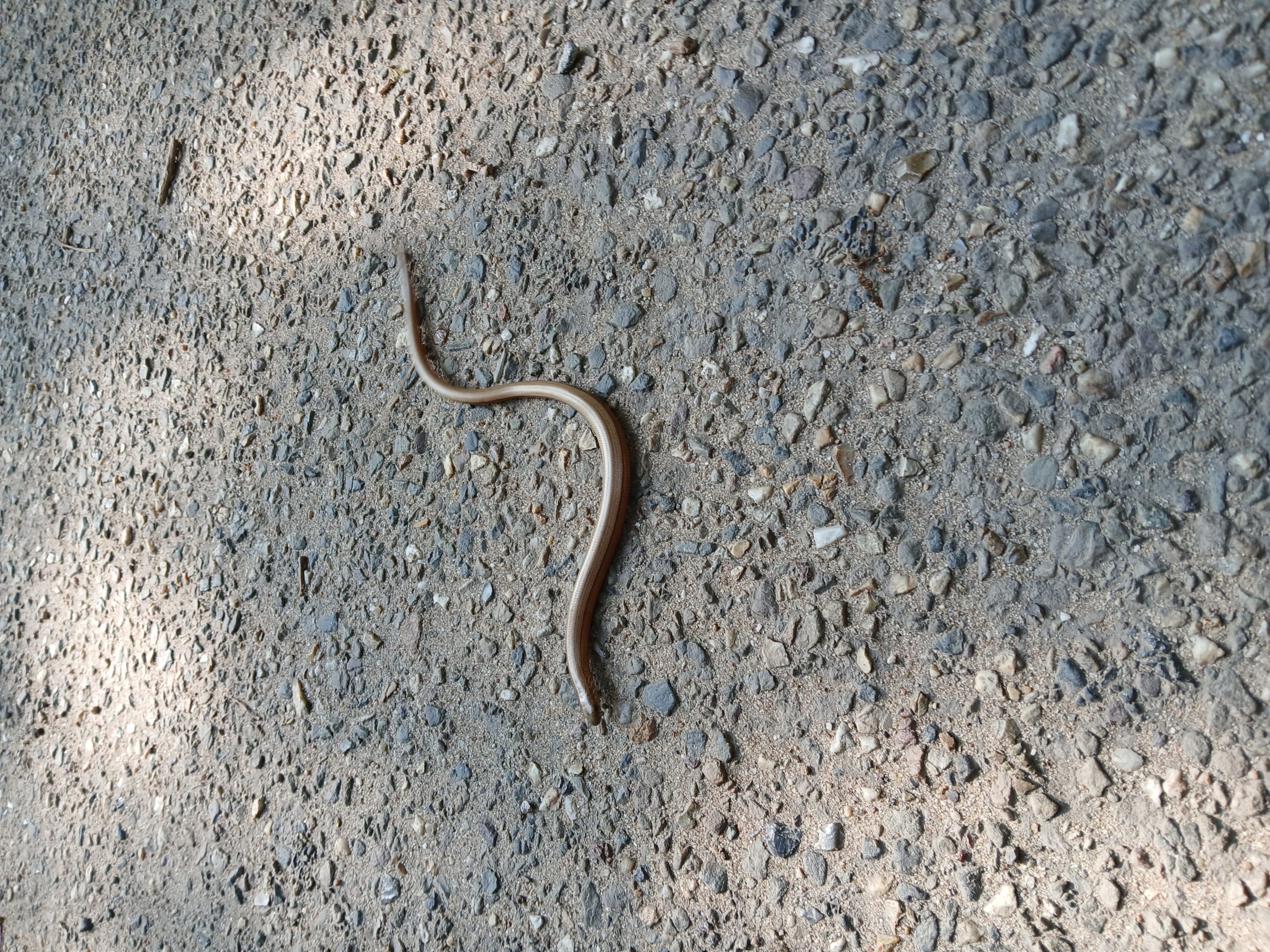 Hazelworm
