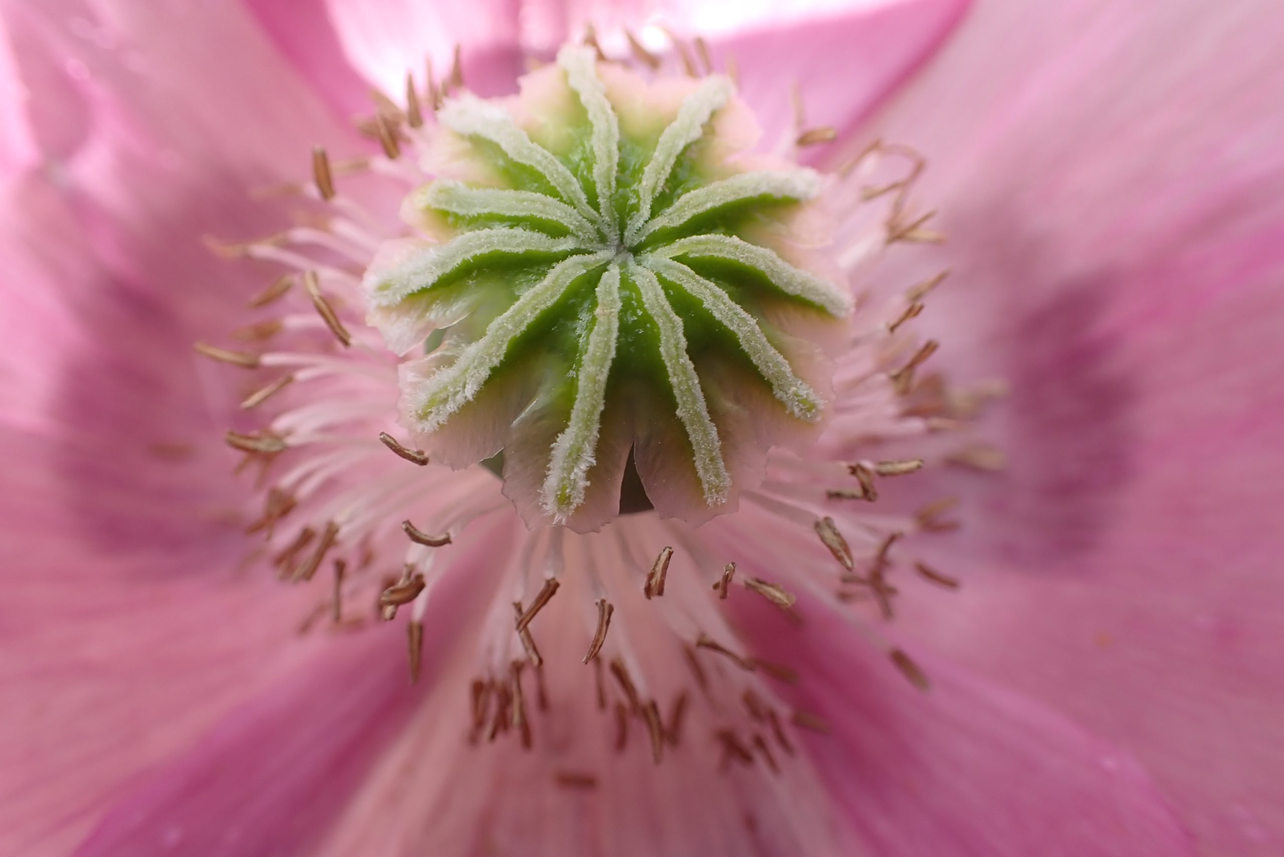 papaver roze