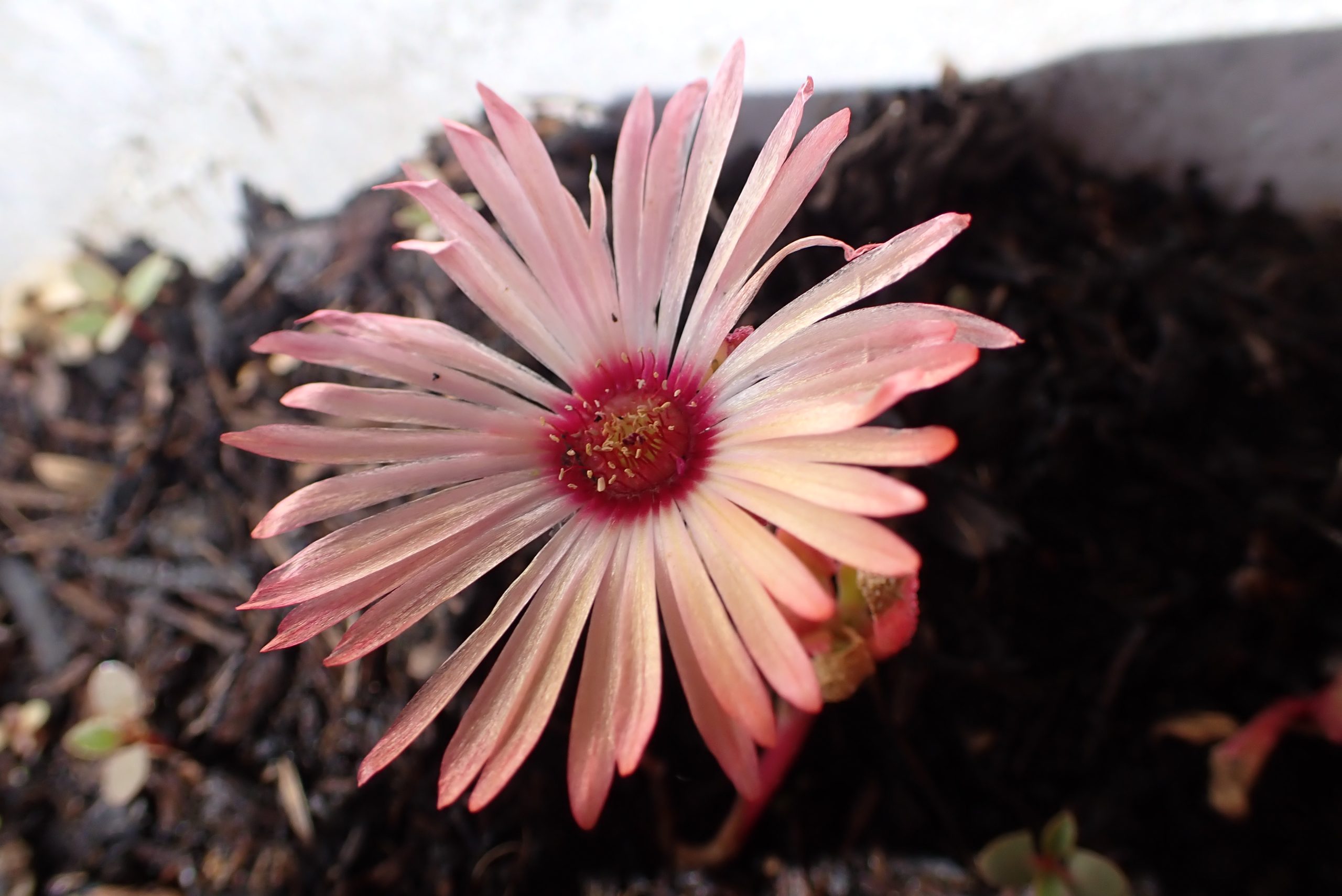 ijsbloem