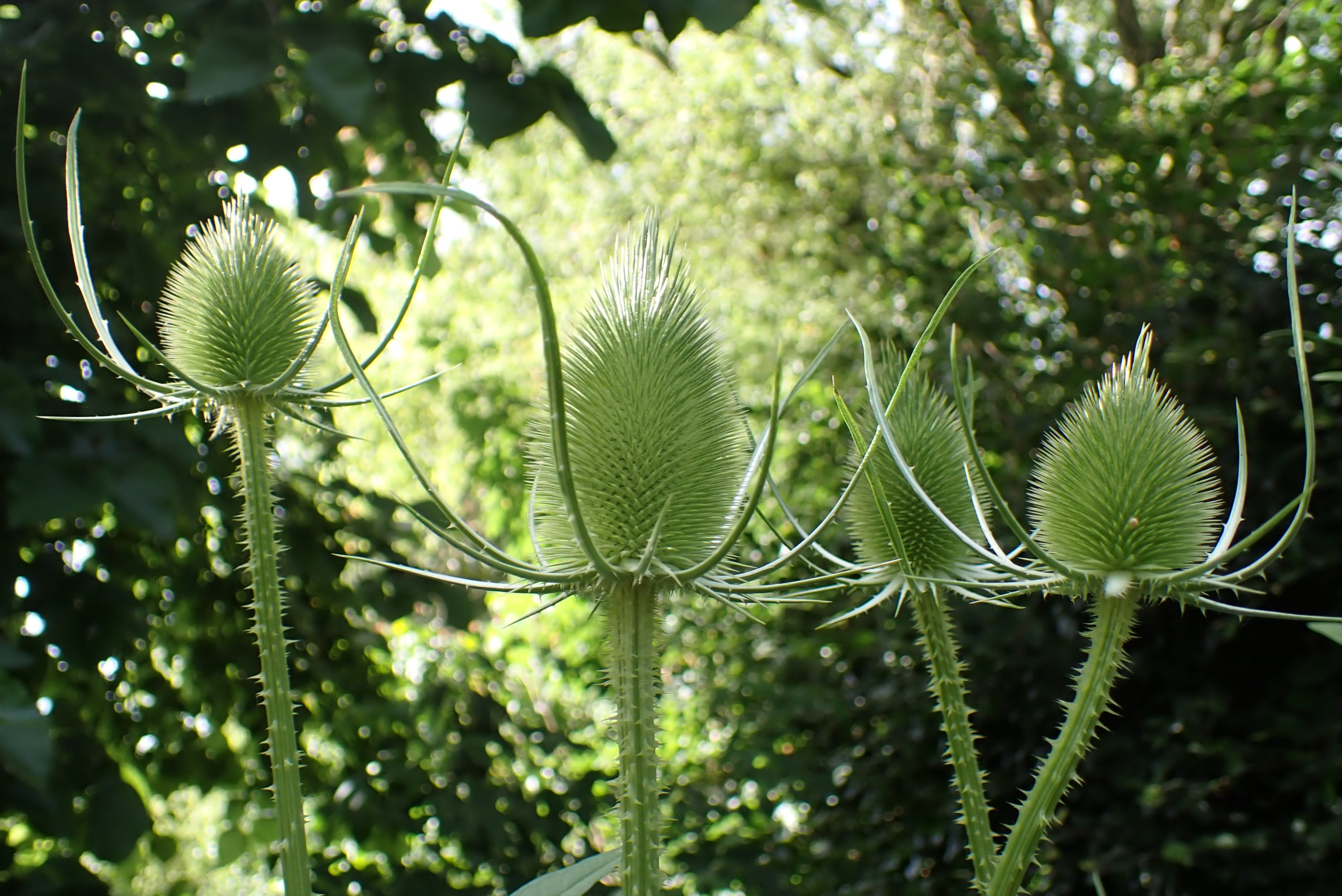 Kaardebol