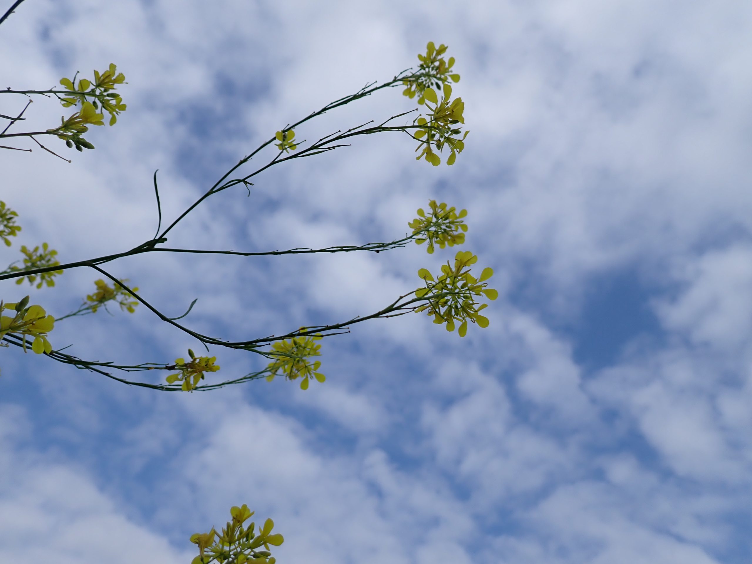 bloem blauwe lucht