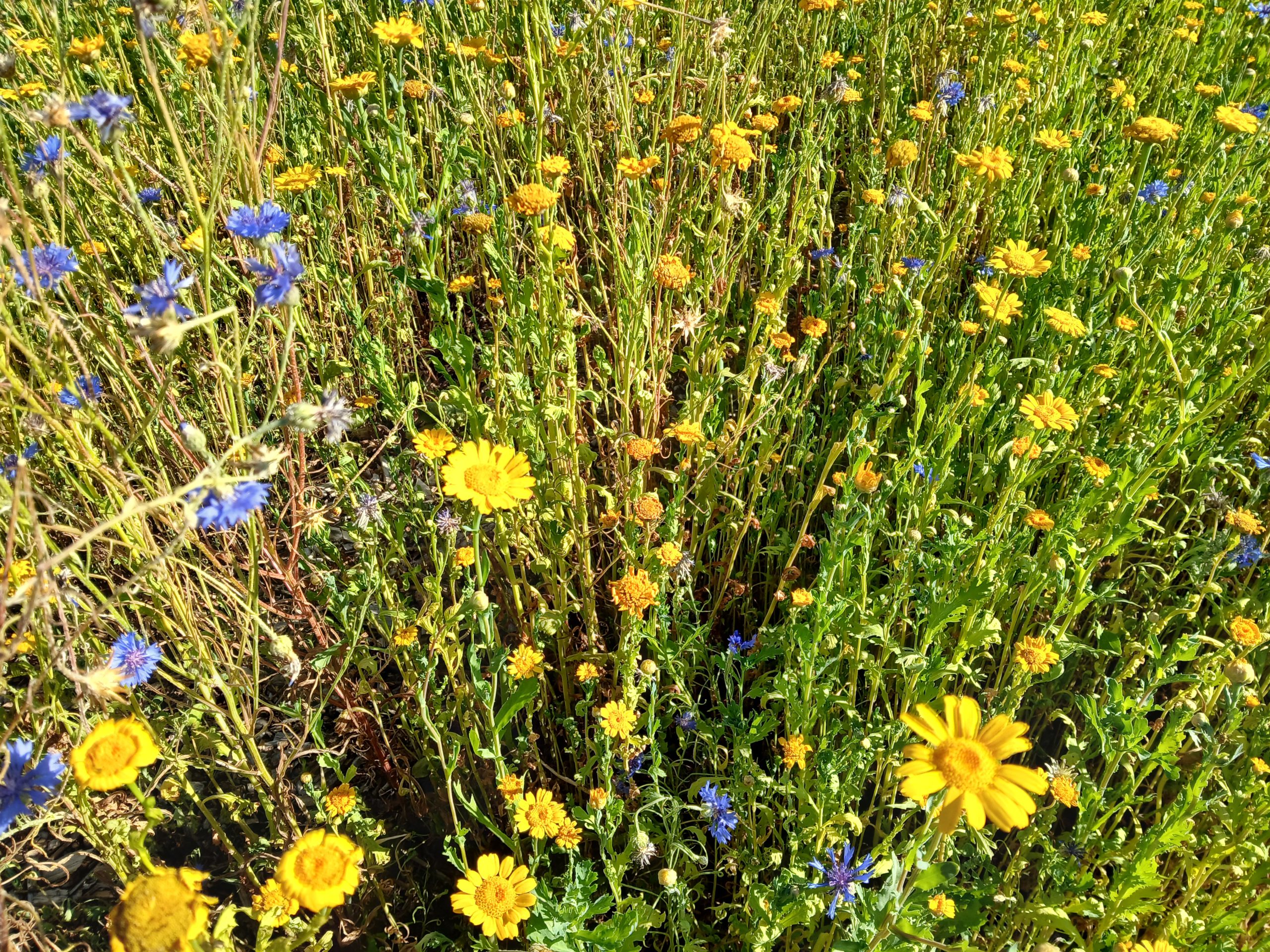 ganzenbloemen