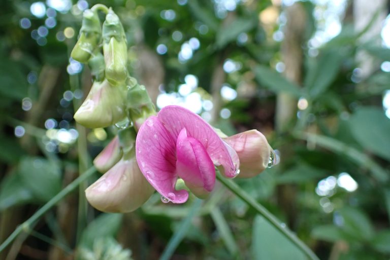 Lathyrus