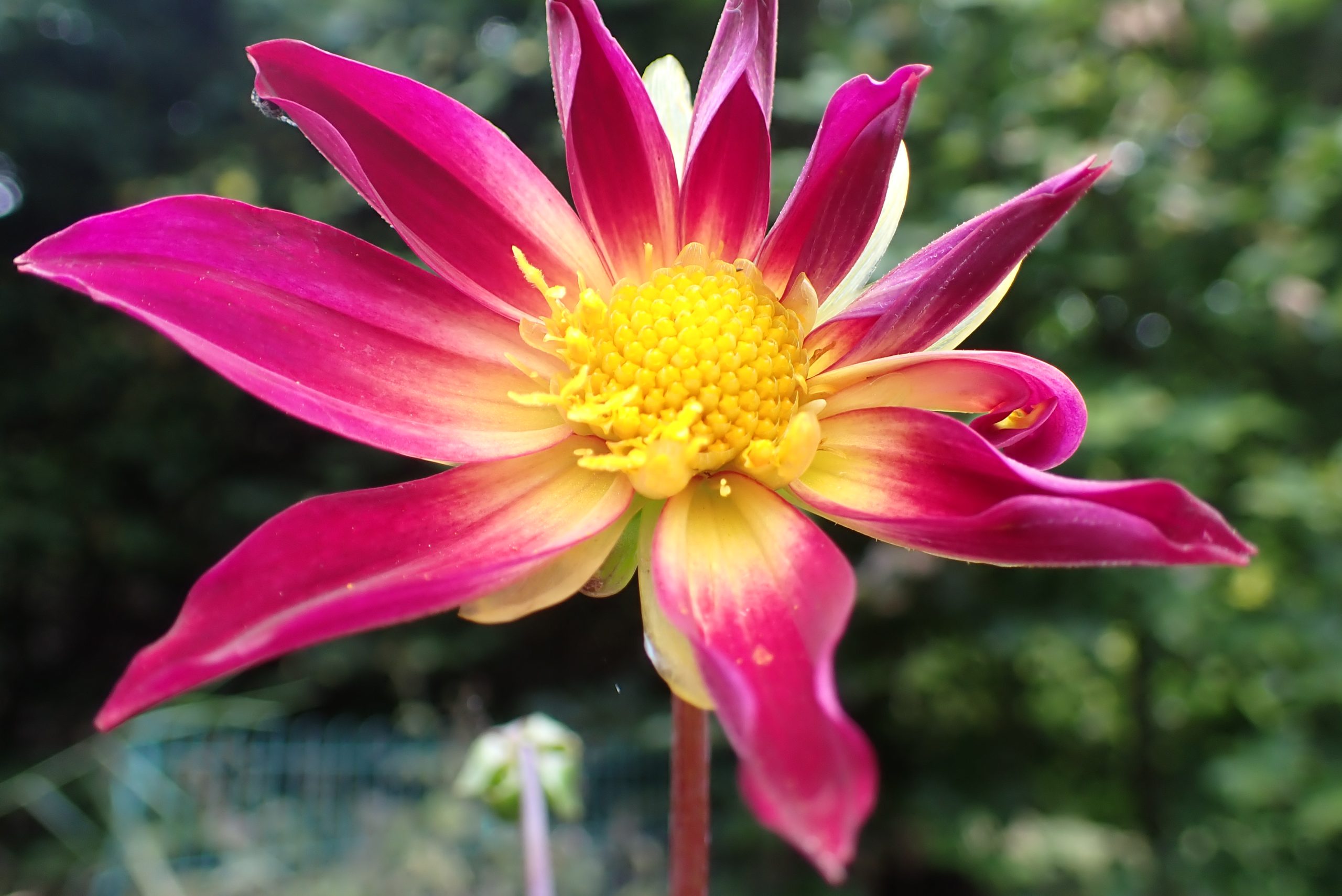 Dahlia