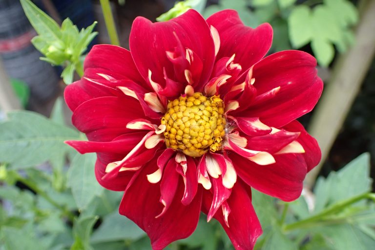 Dahlia