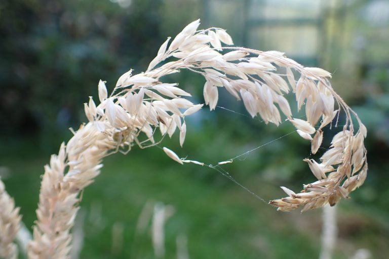 gras