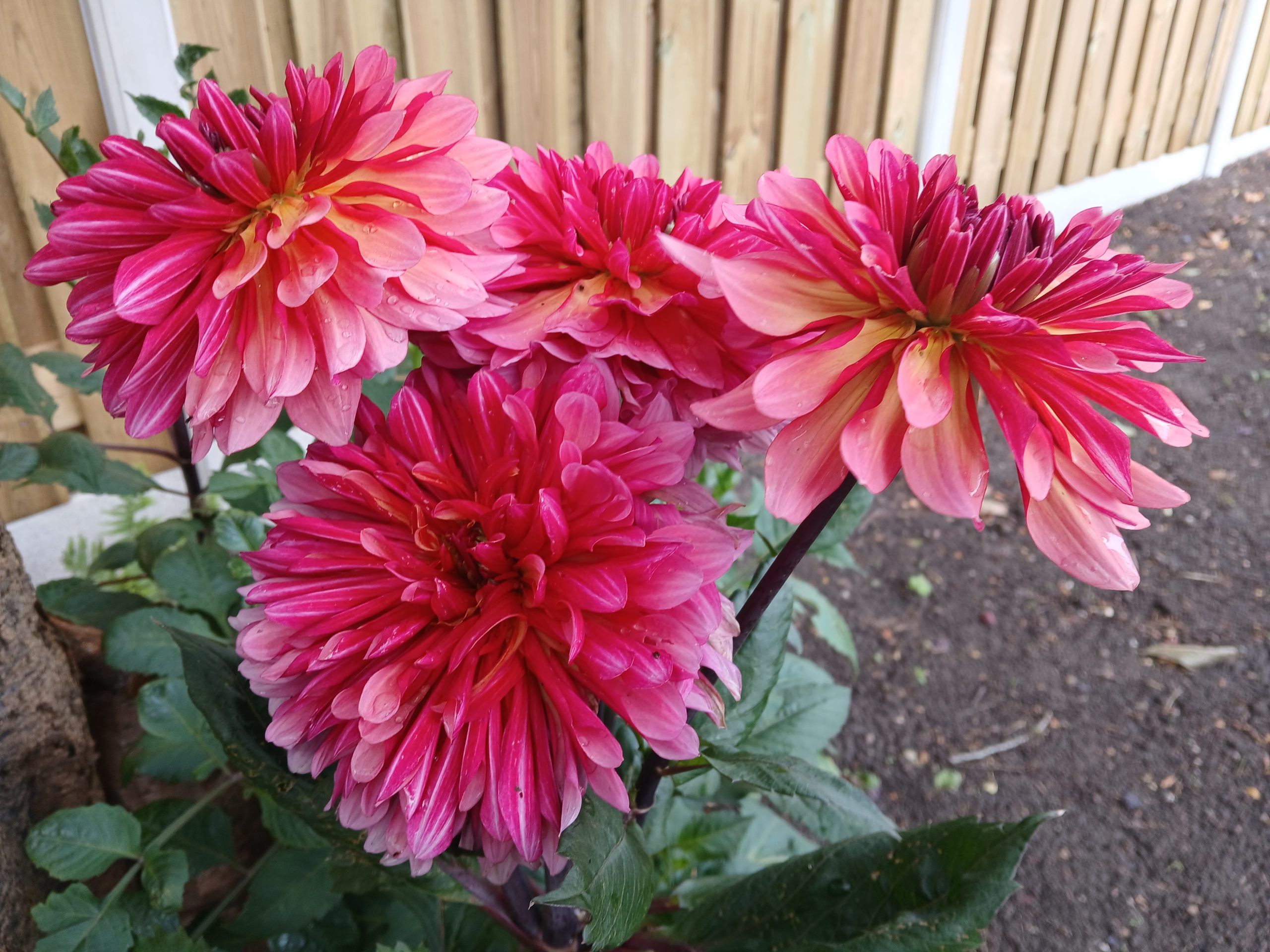 Dahlia