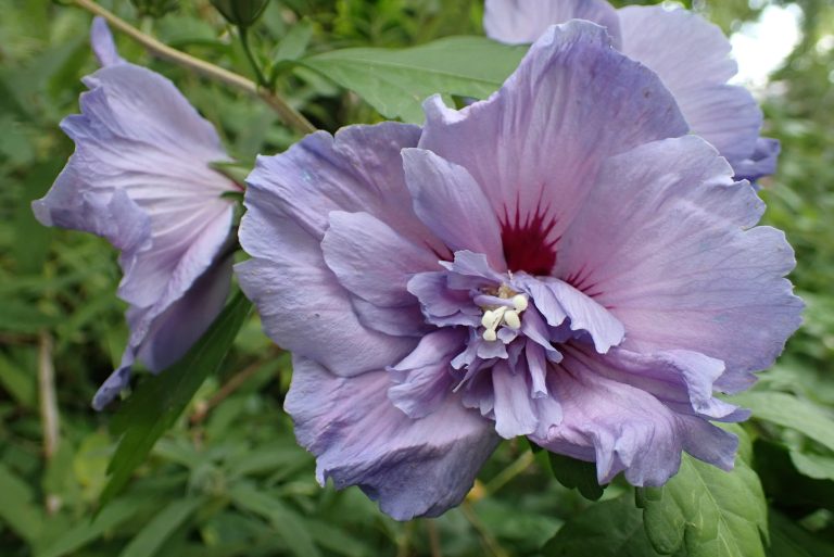 Hibiscus