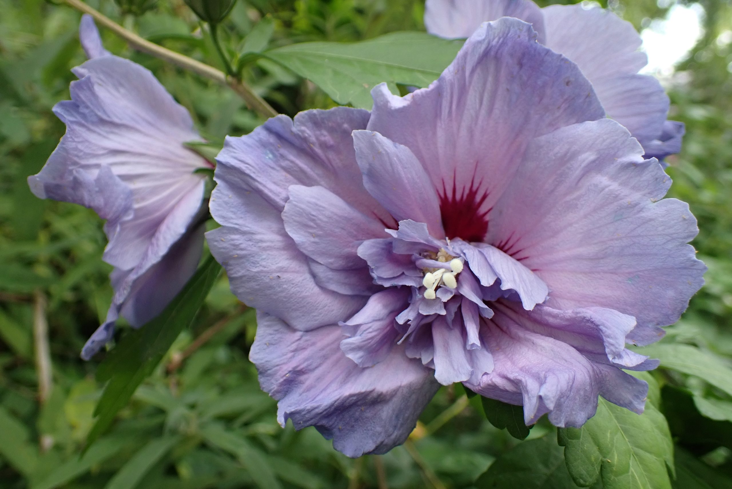 Hibiscus