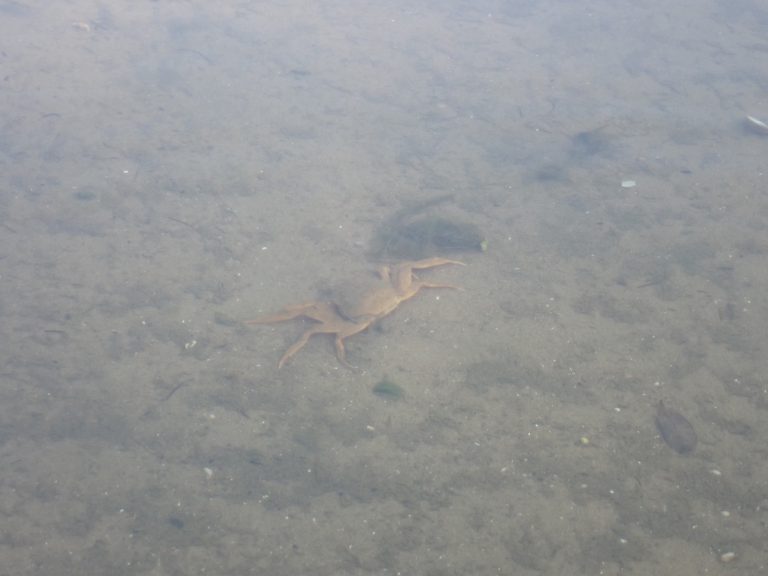 zoetwater krab