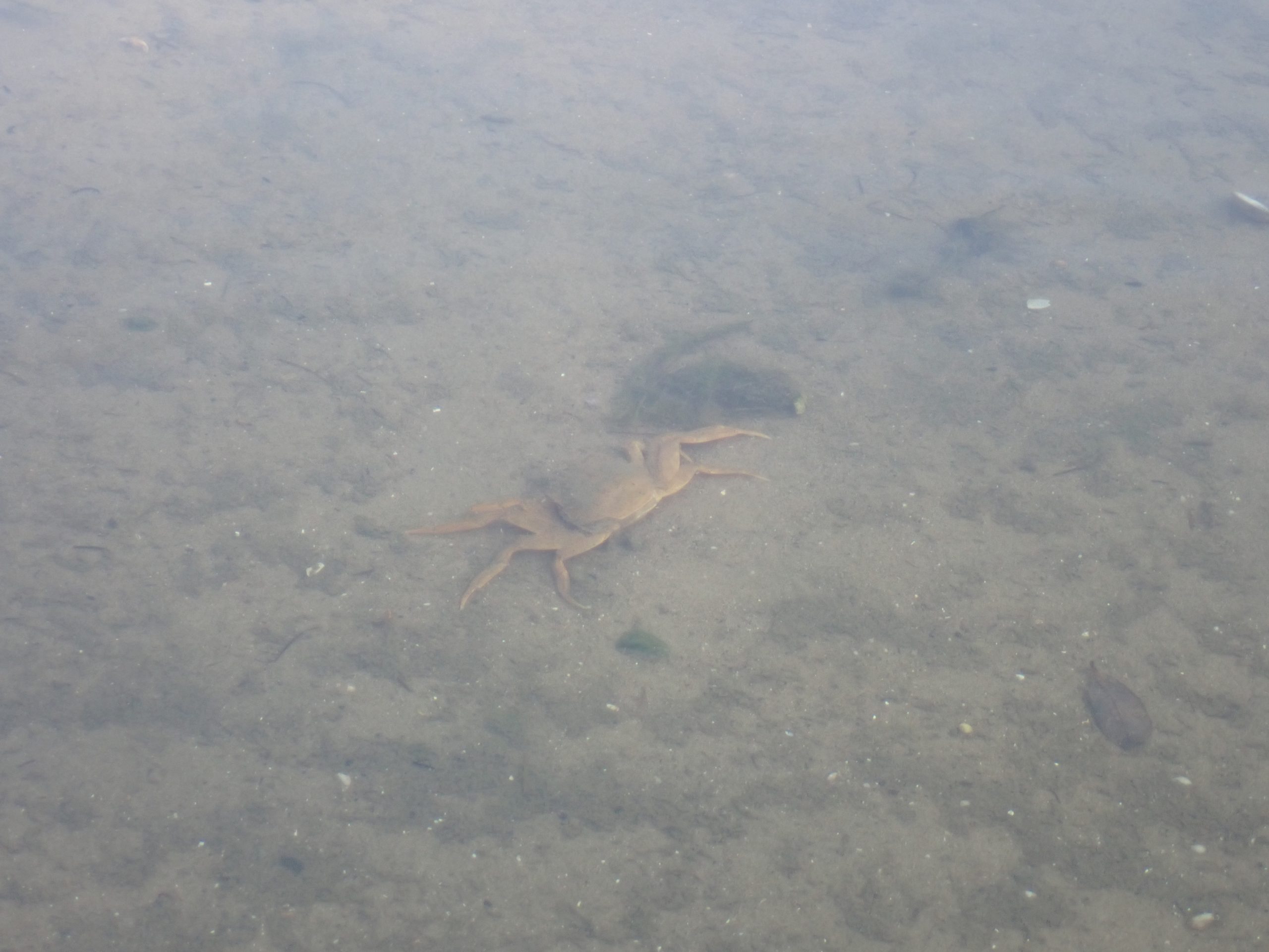 zoetwater krab