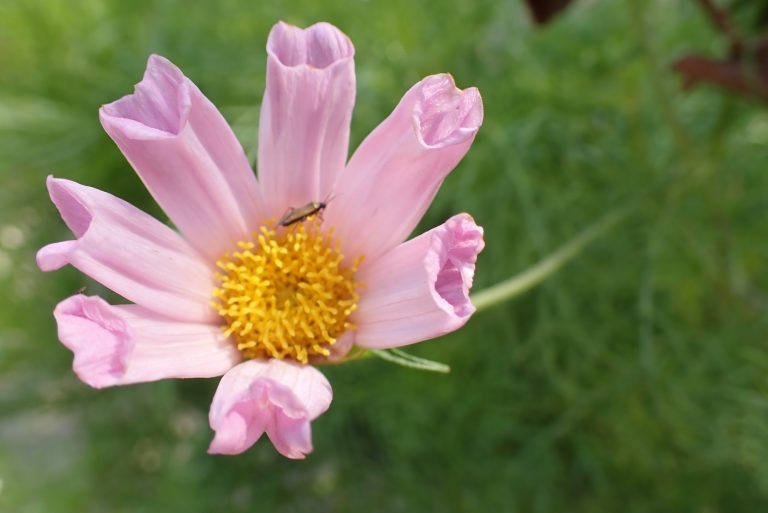 Cosmea