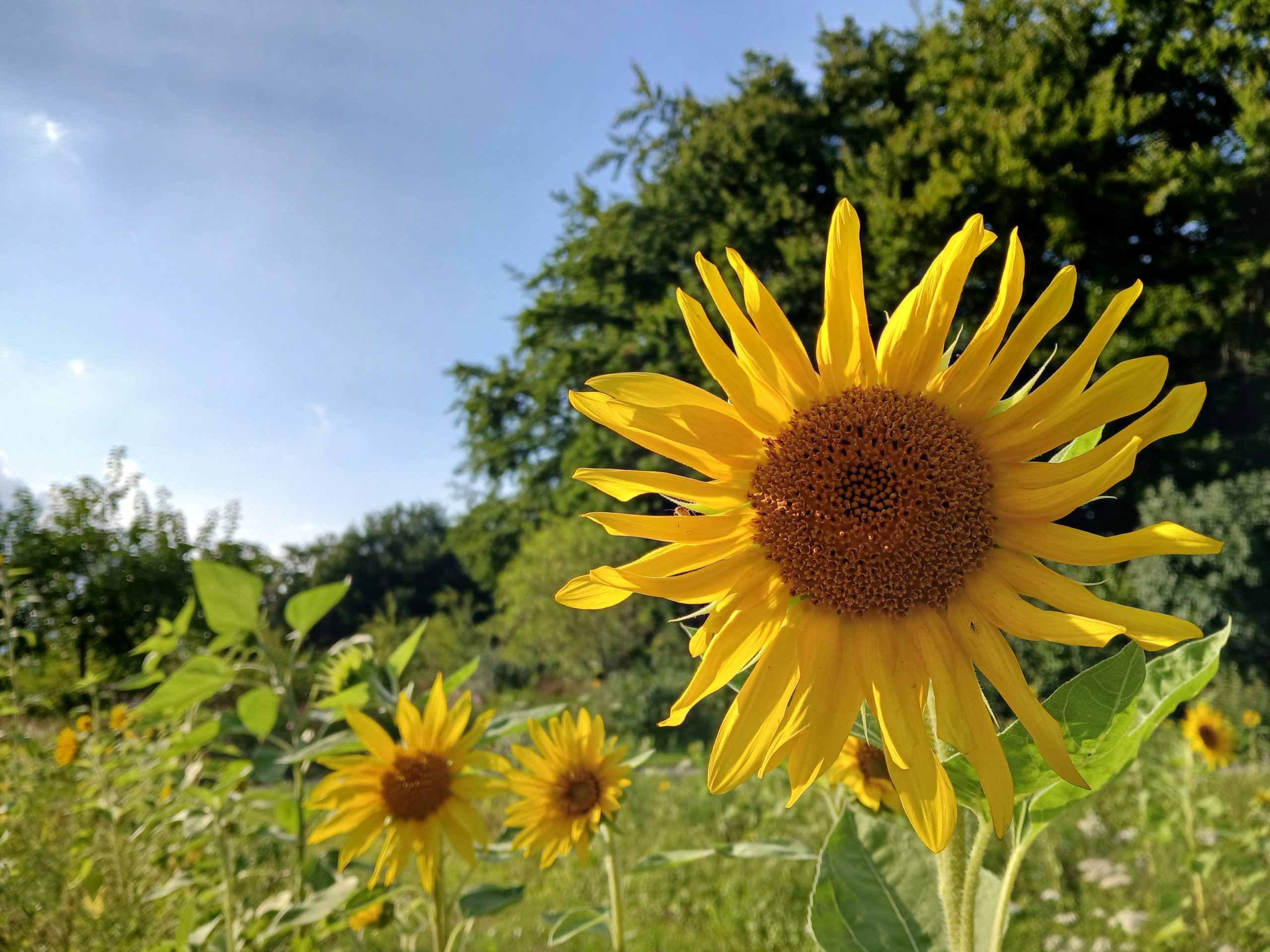 Zonnebloem