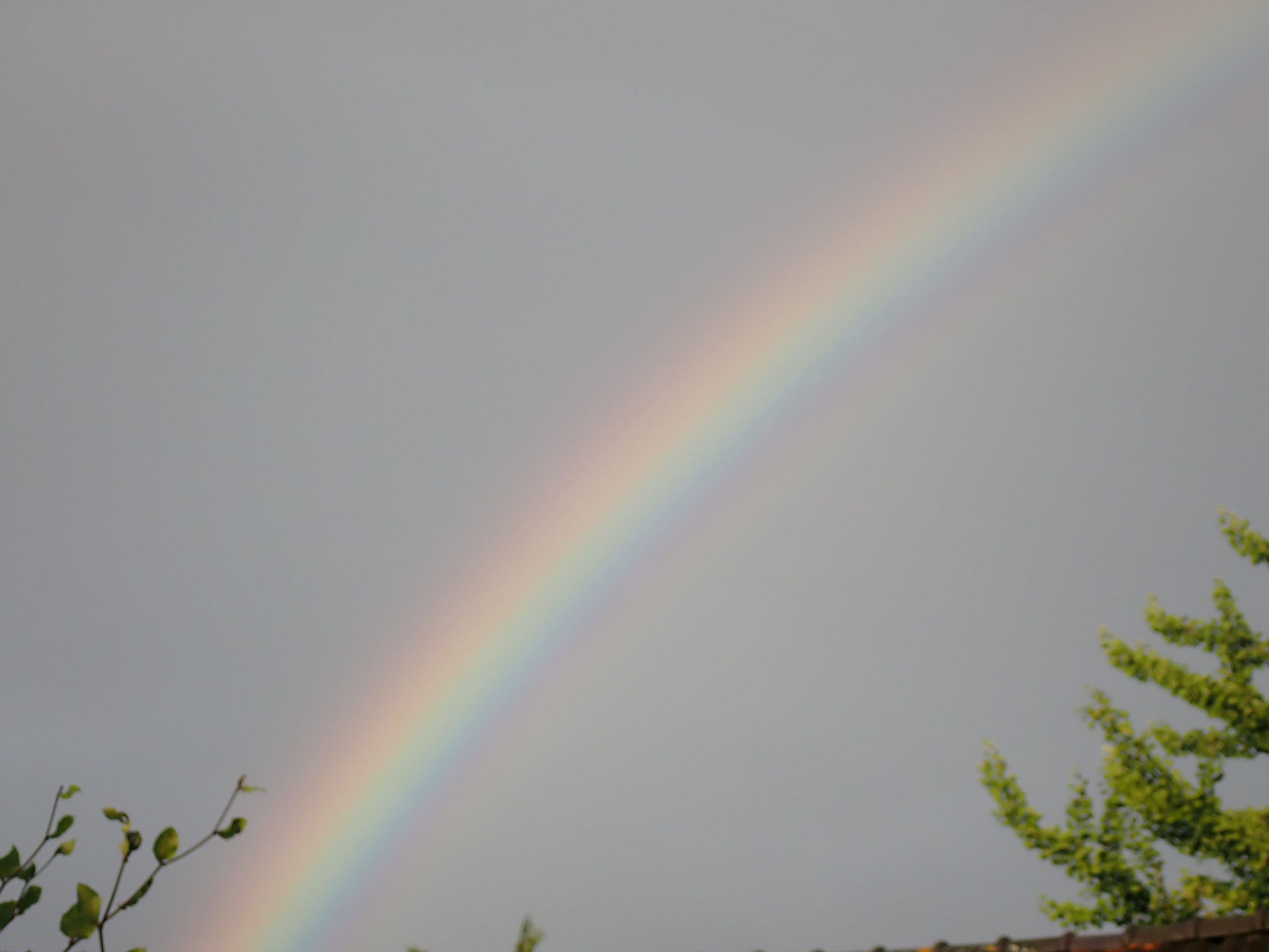 regenboog