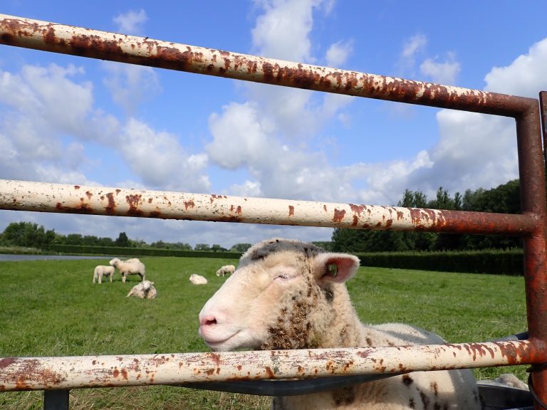 schaap