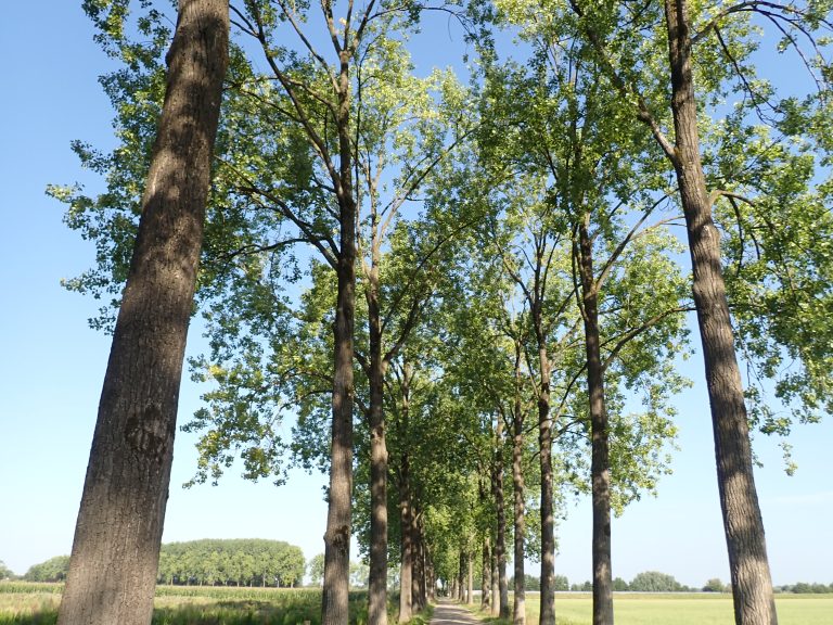zomer