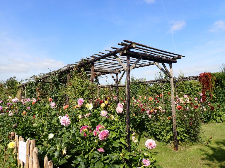 pluktuin
