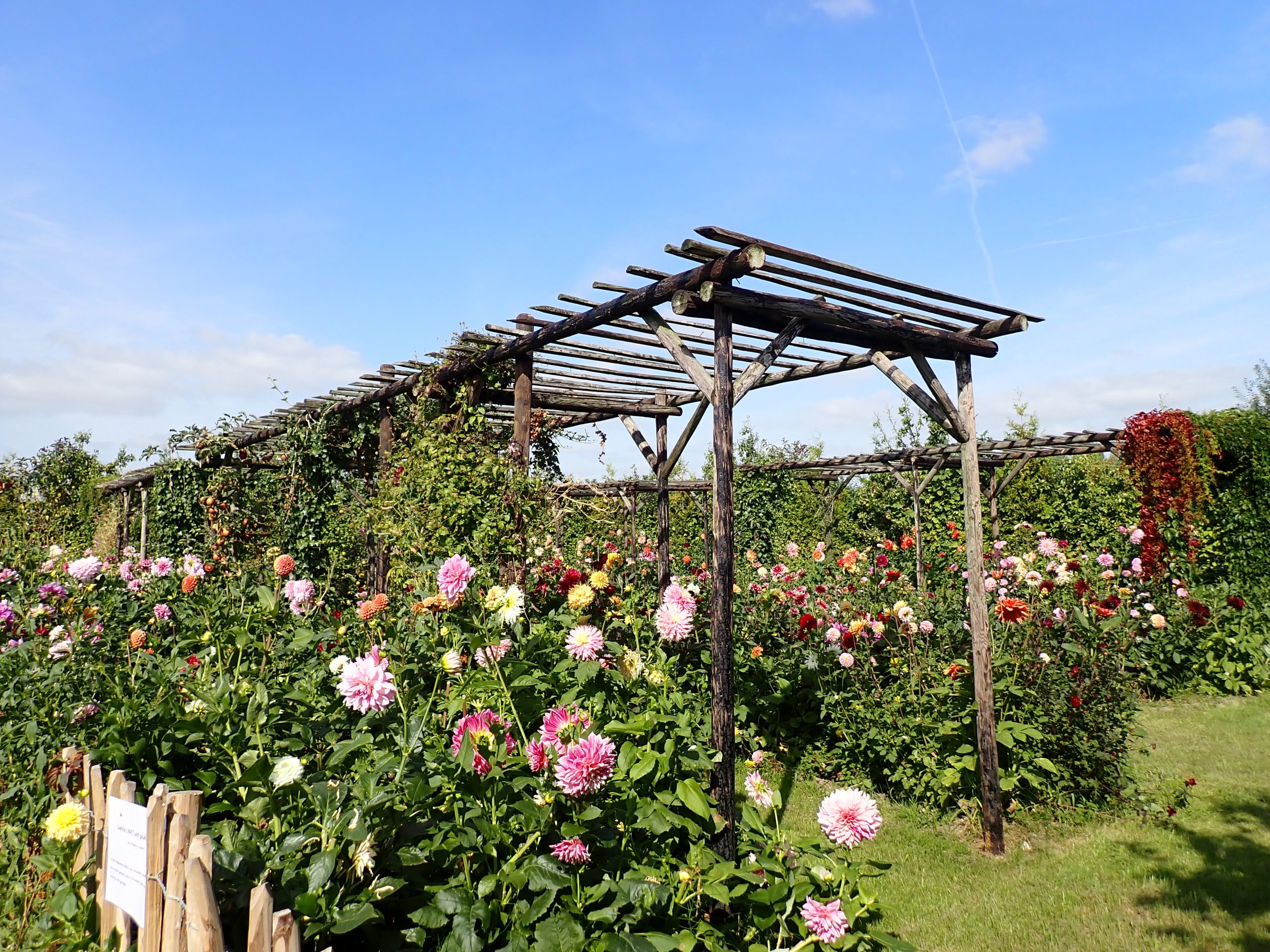 pluktuin