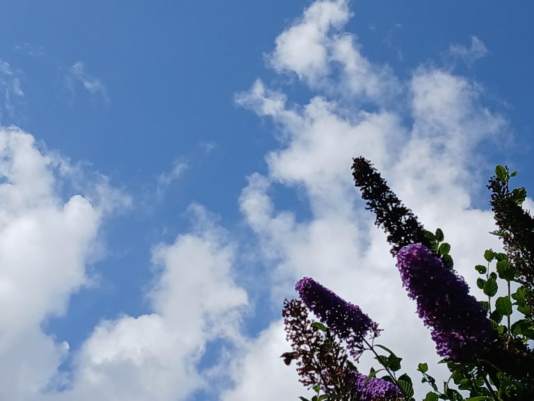 vlinderstruik