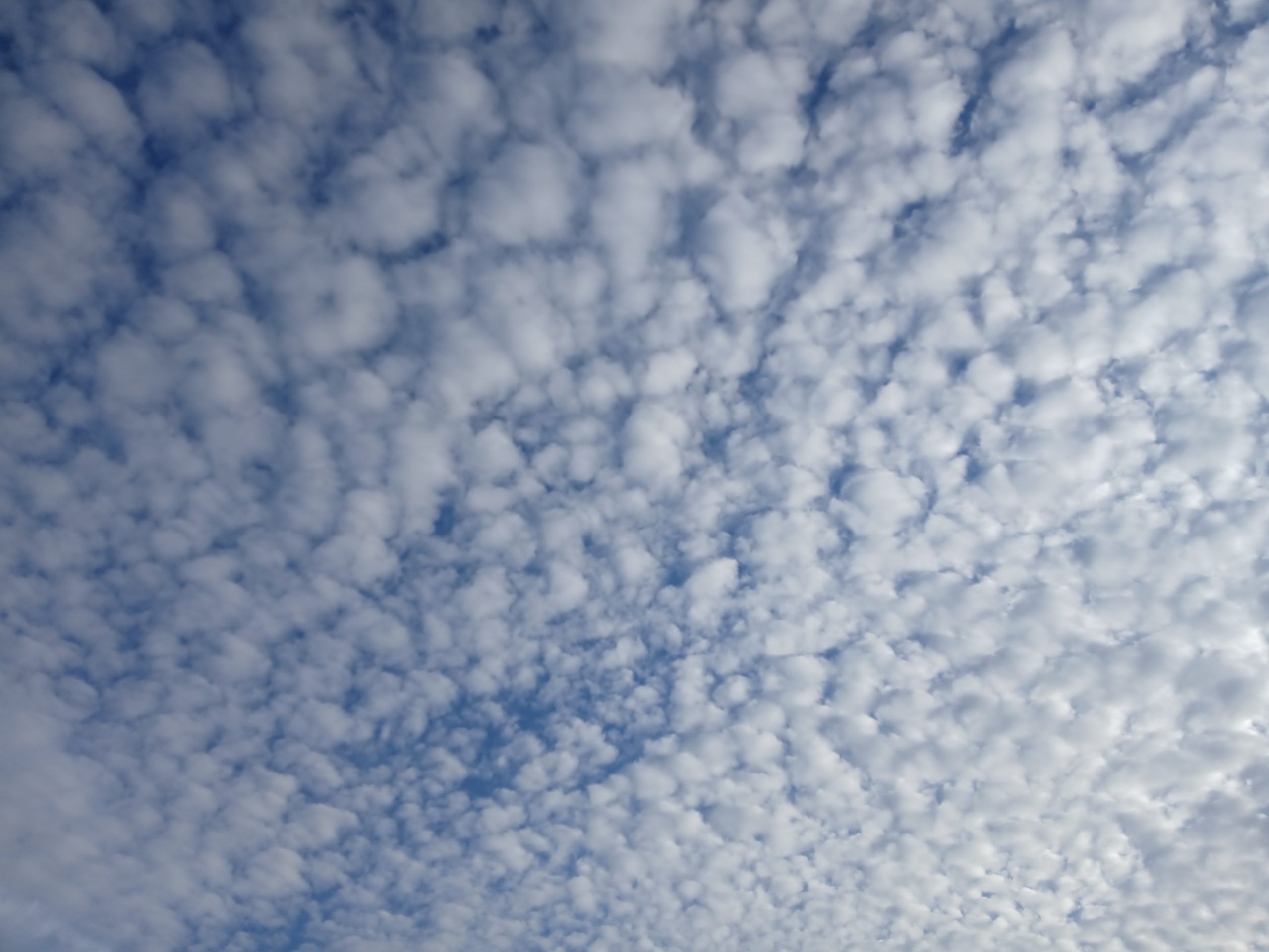schapenwolken