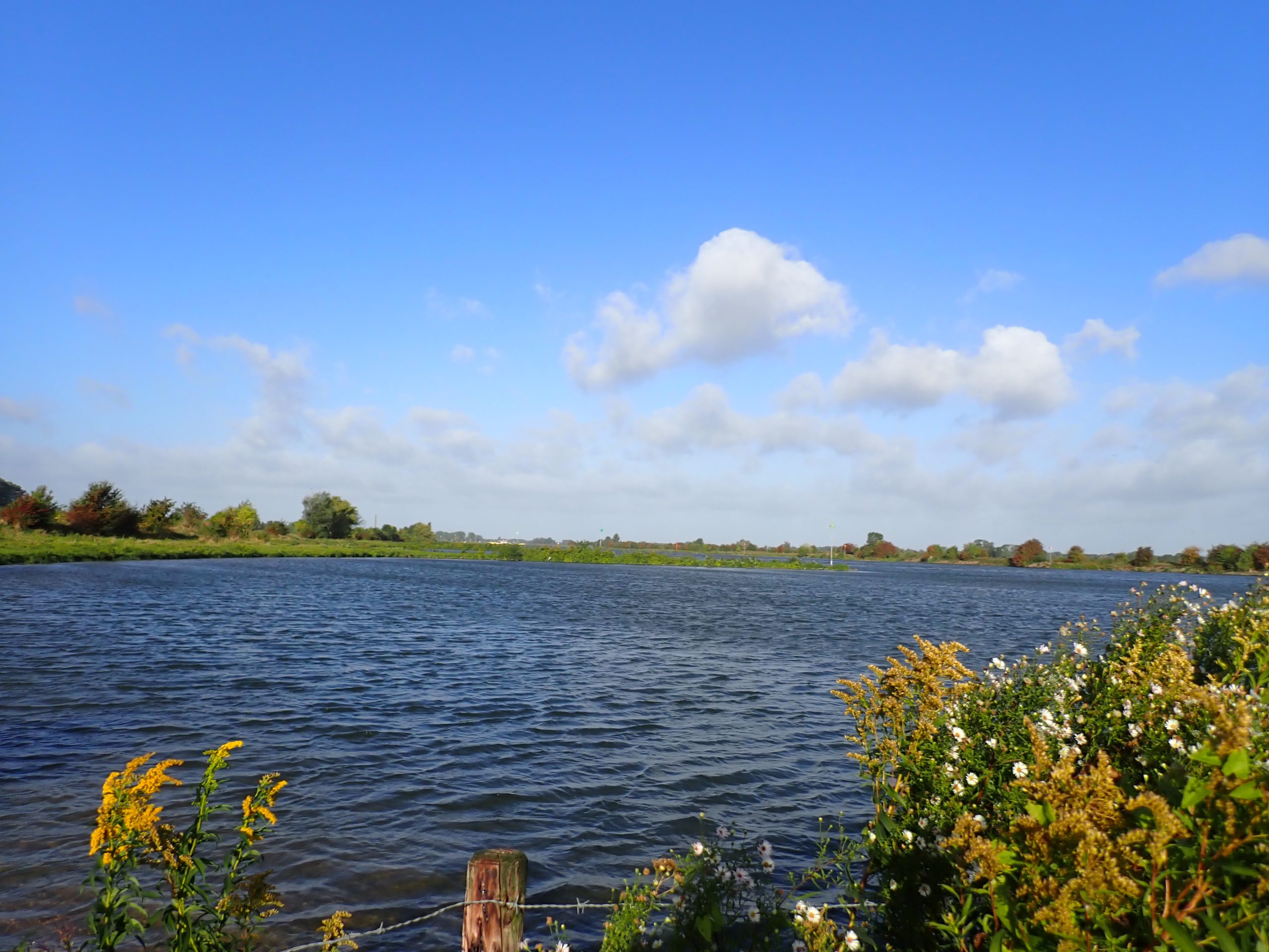 Rijn