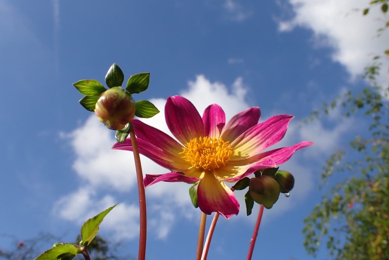 Dahlia