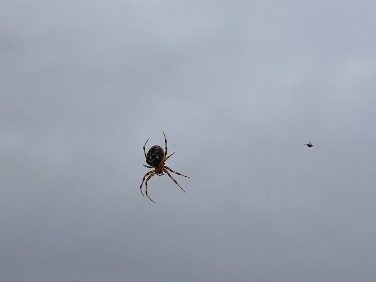 spin