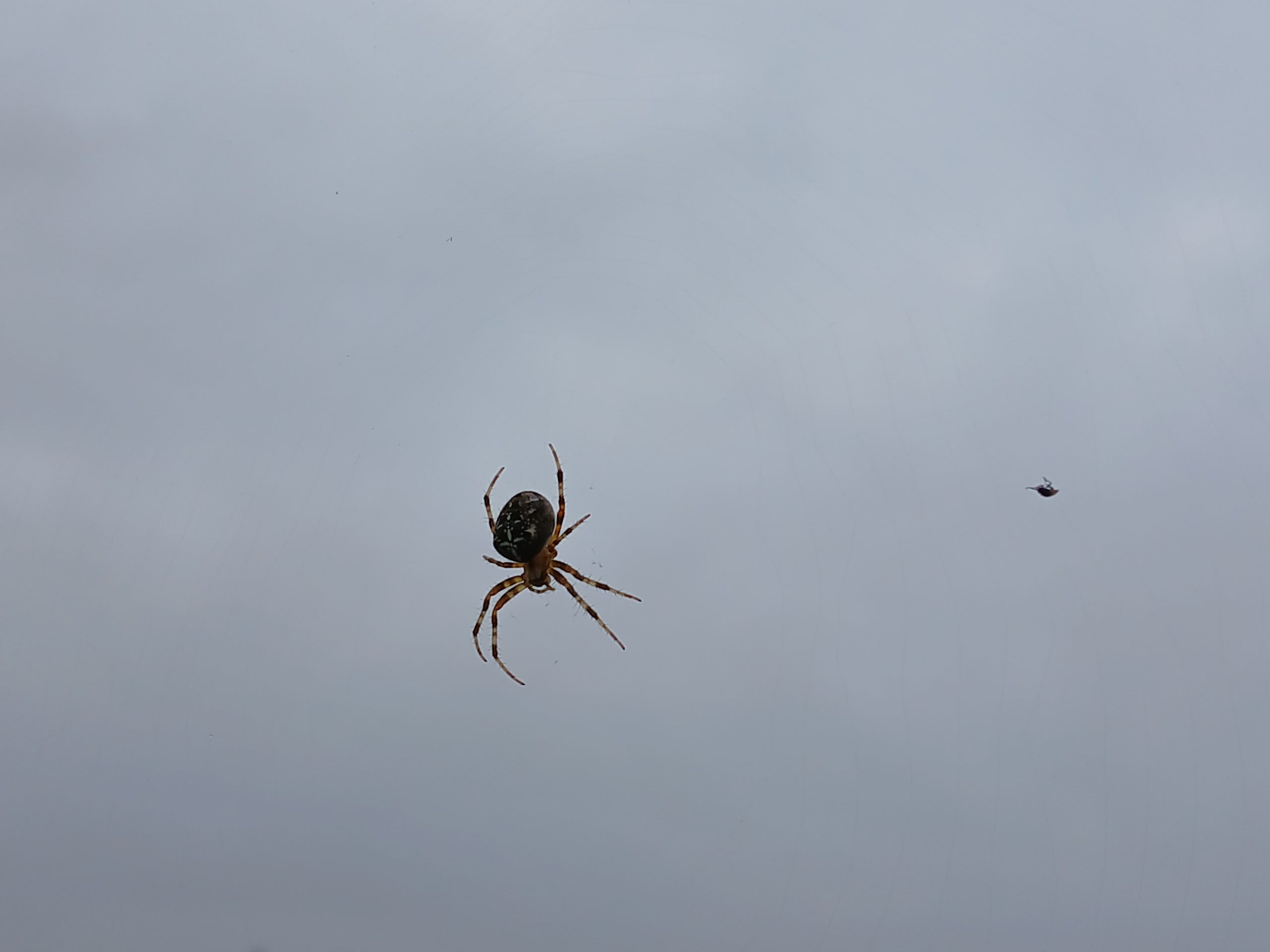 spin