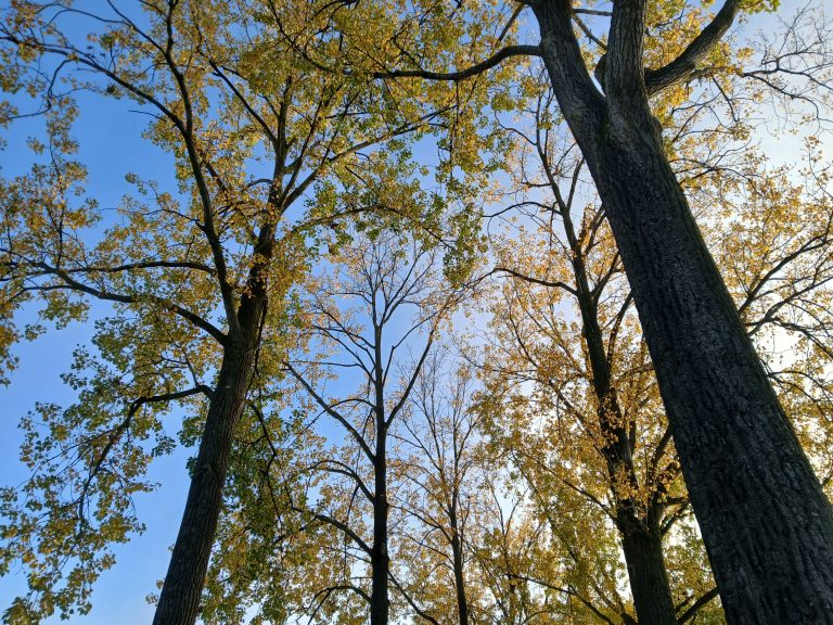 bomen