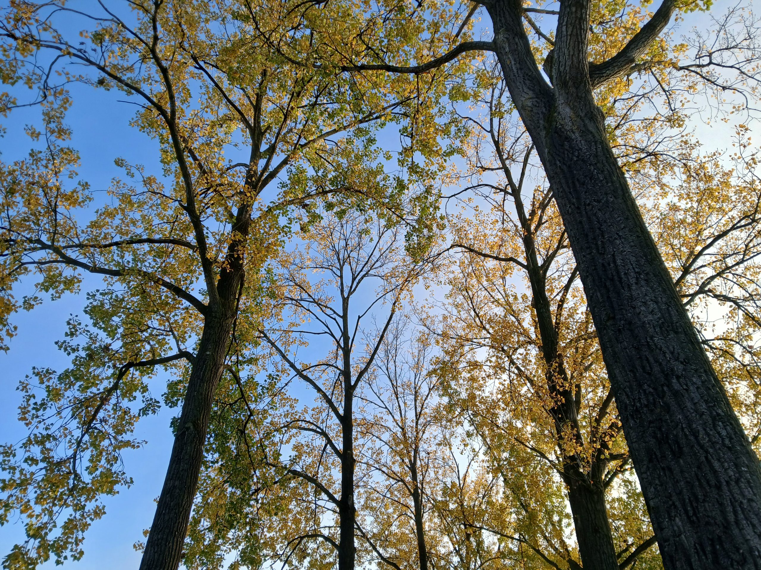 bomen