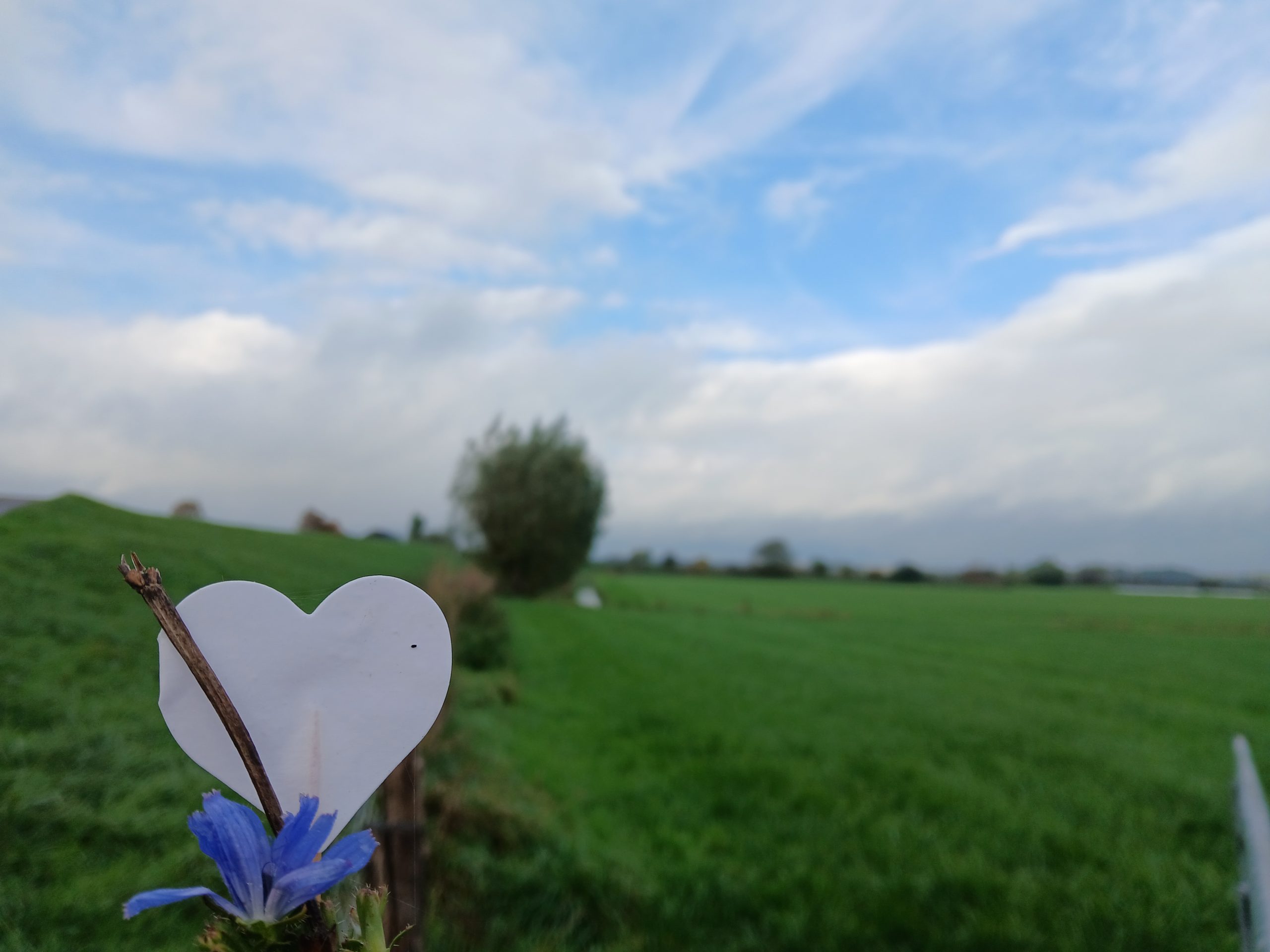 hartje