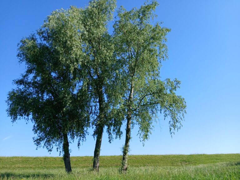 blauw