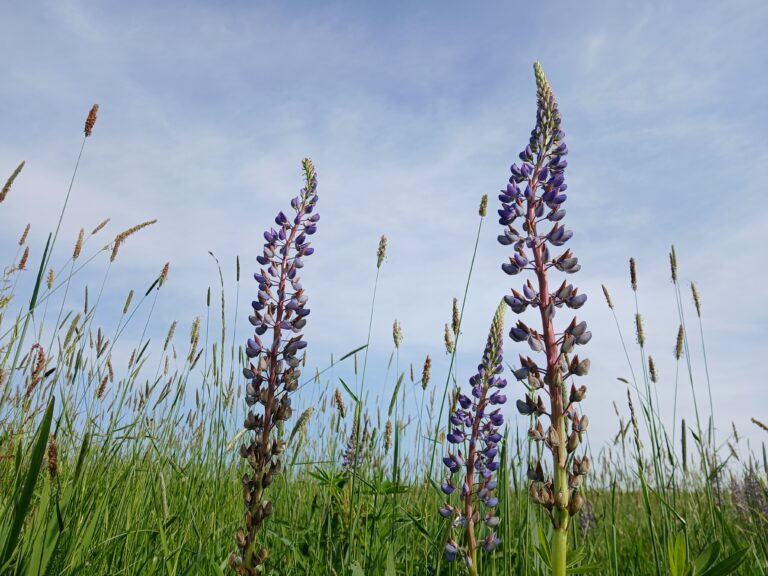 Lupines