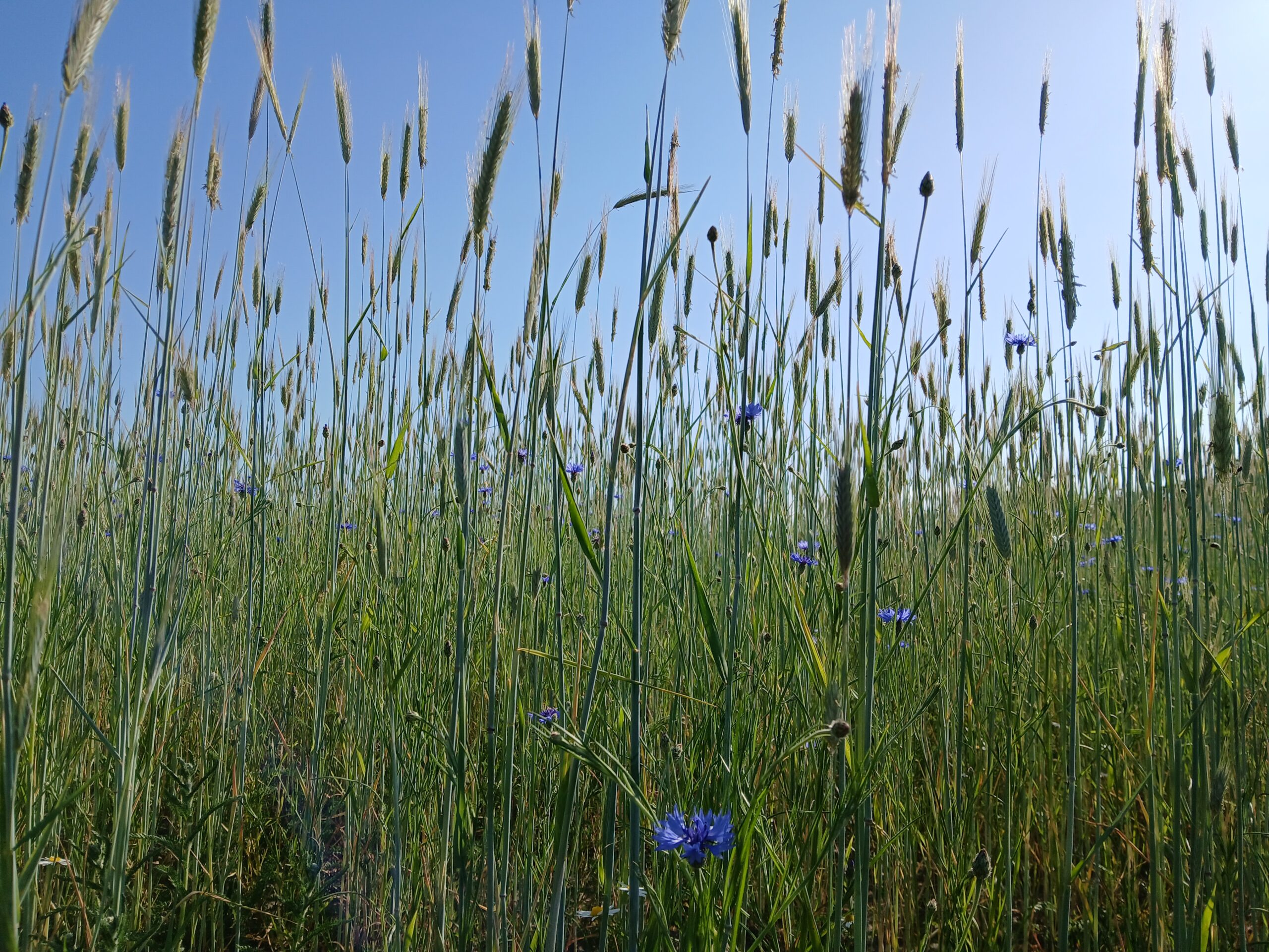 korenbloemen