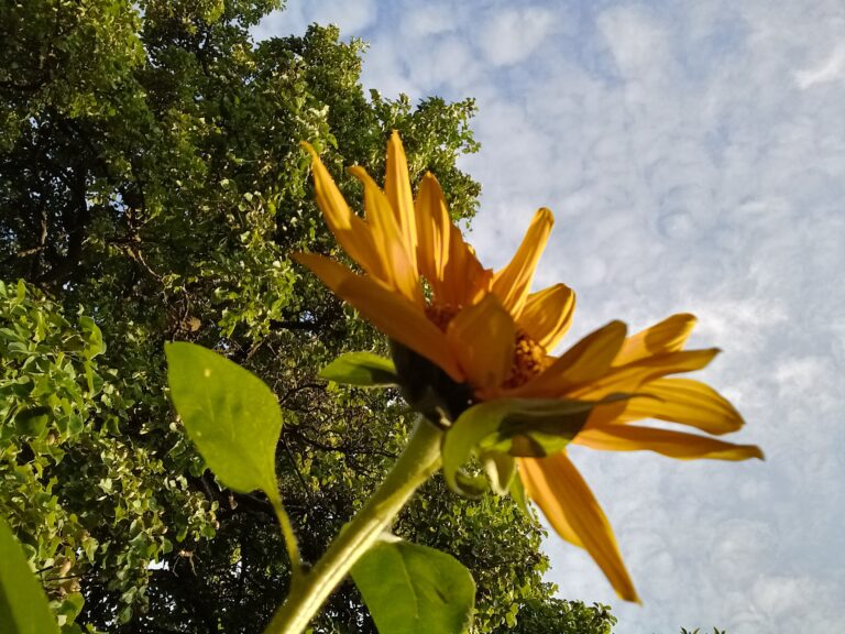 zonnebloem