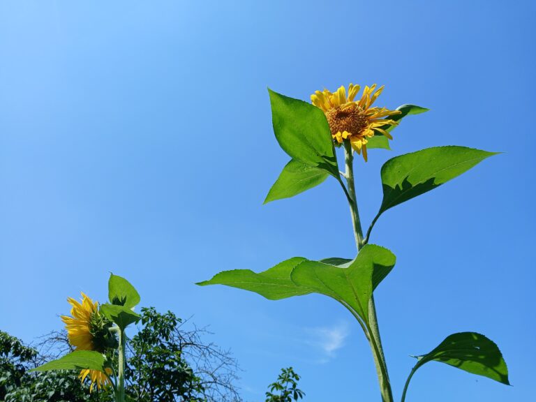 Zonnebloemen