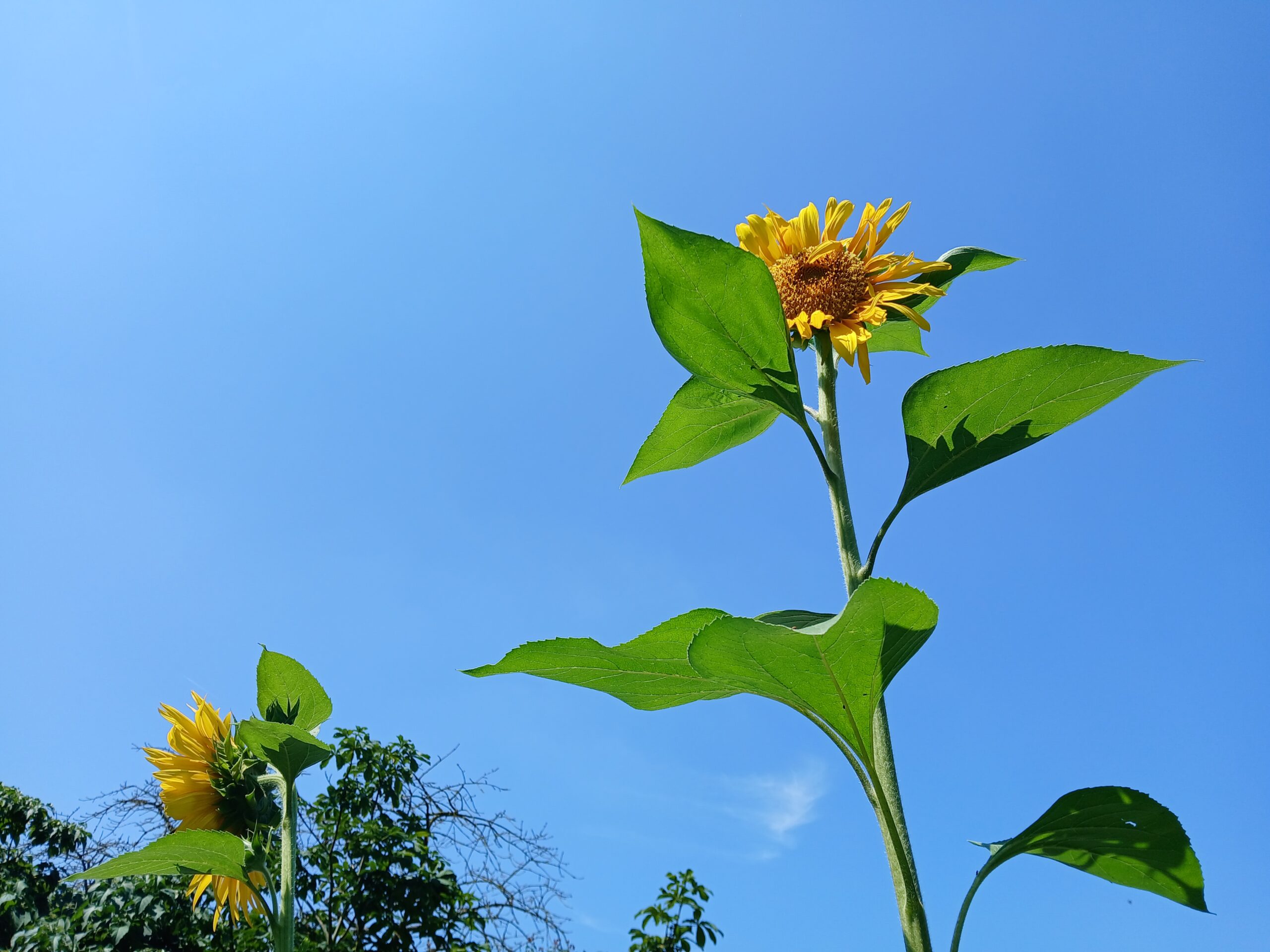 Zonnebloemen