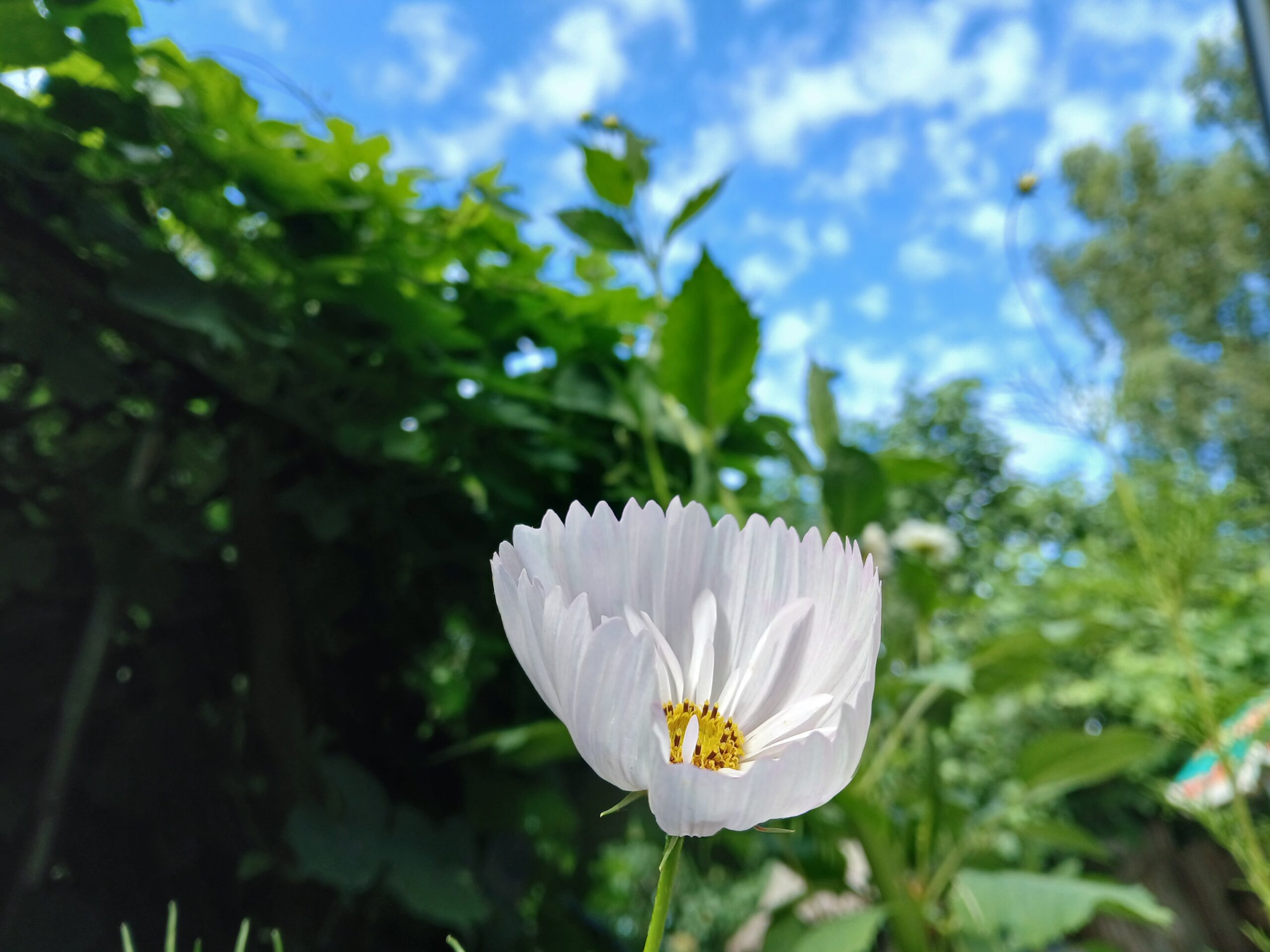 Cosmea