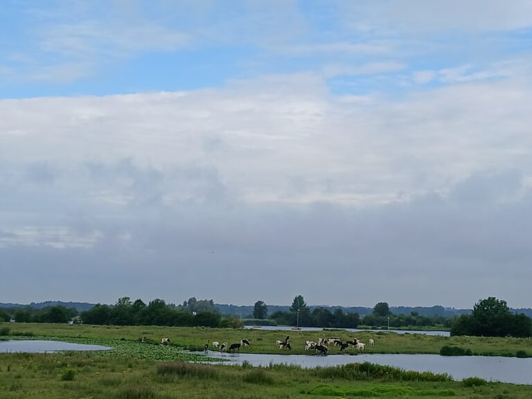 uiterwaarden