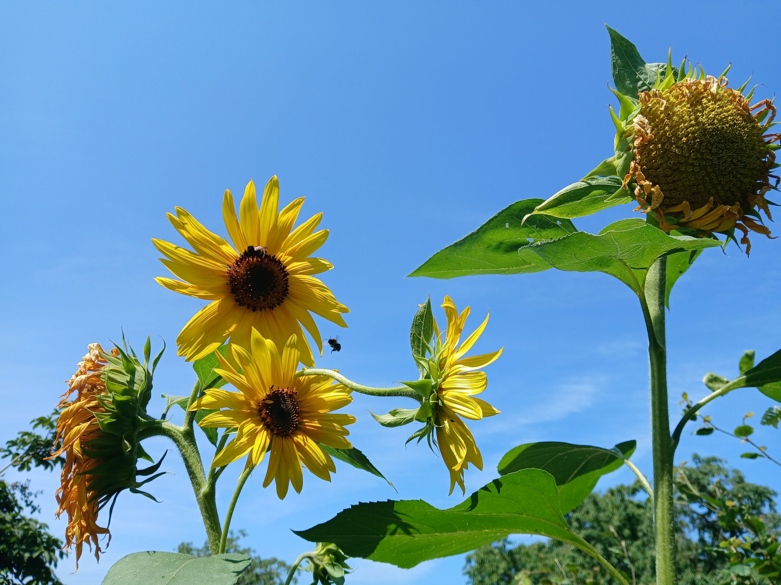 zonnebloemen