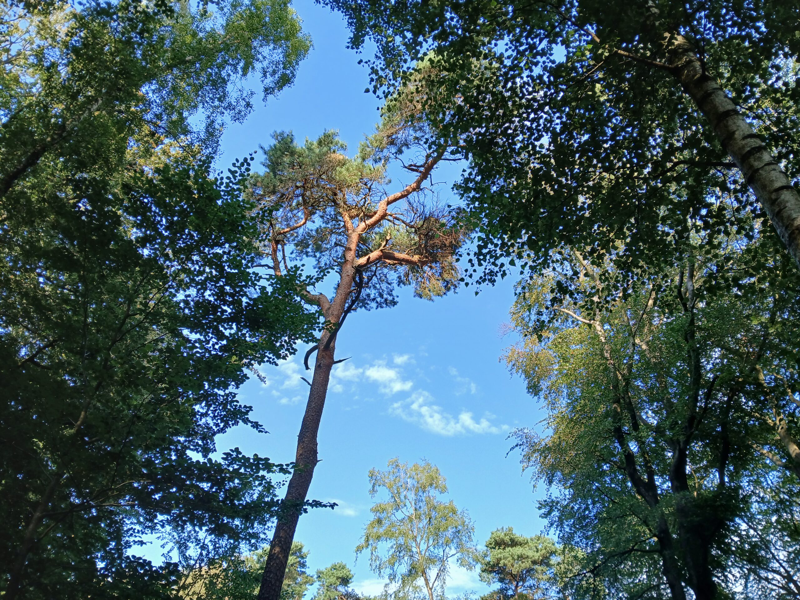 bos