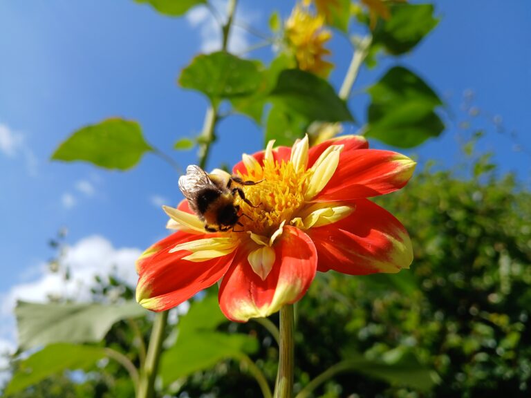 Dahlia