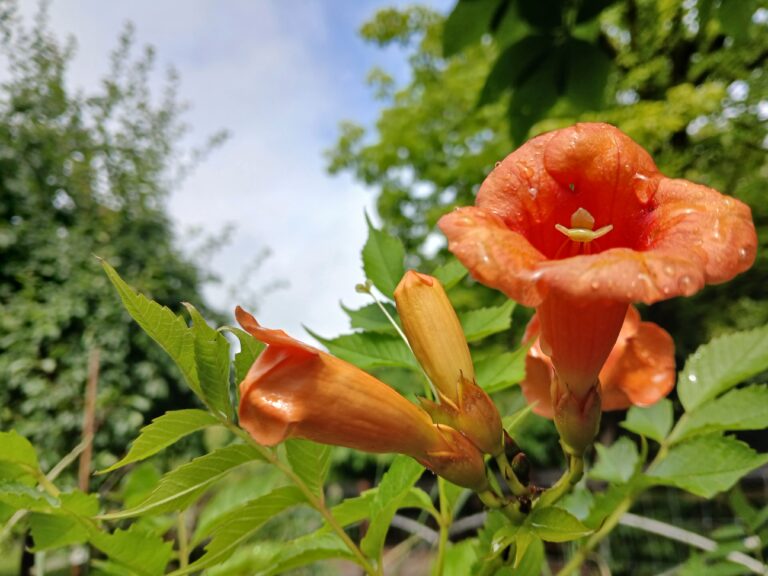 trompetbloem