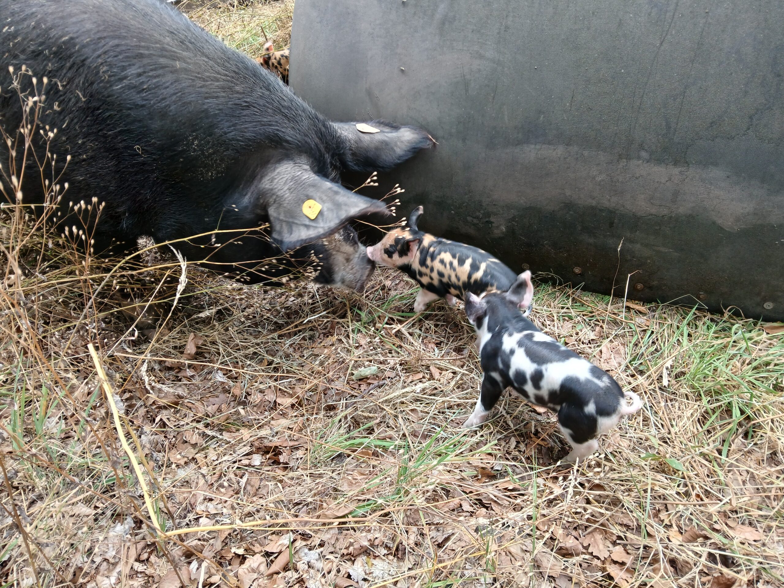 baby varkentjes