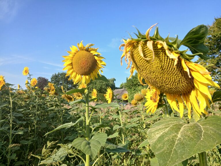 zonnebloemen