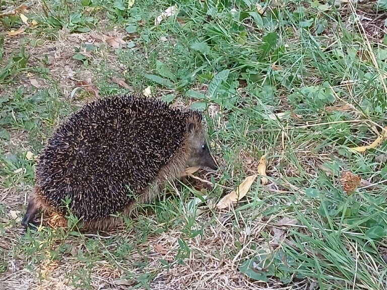 egel