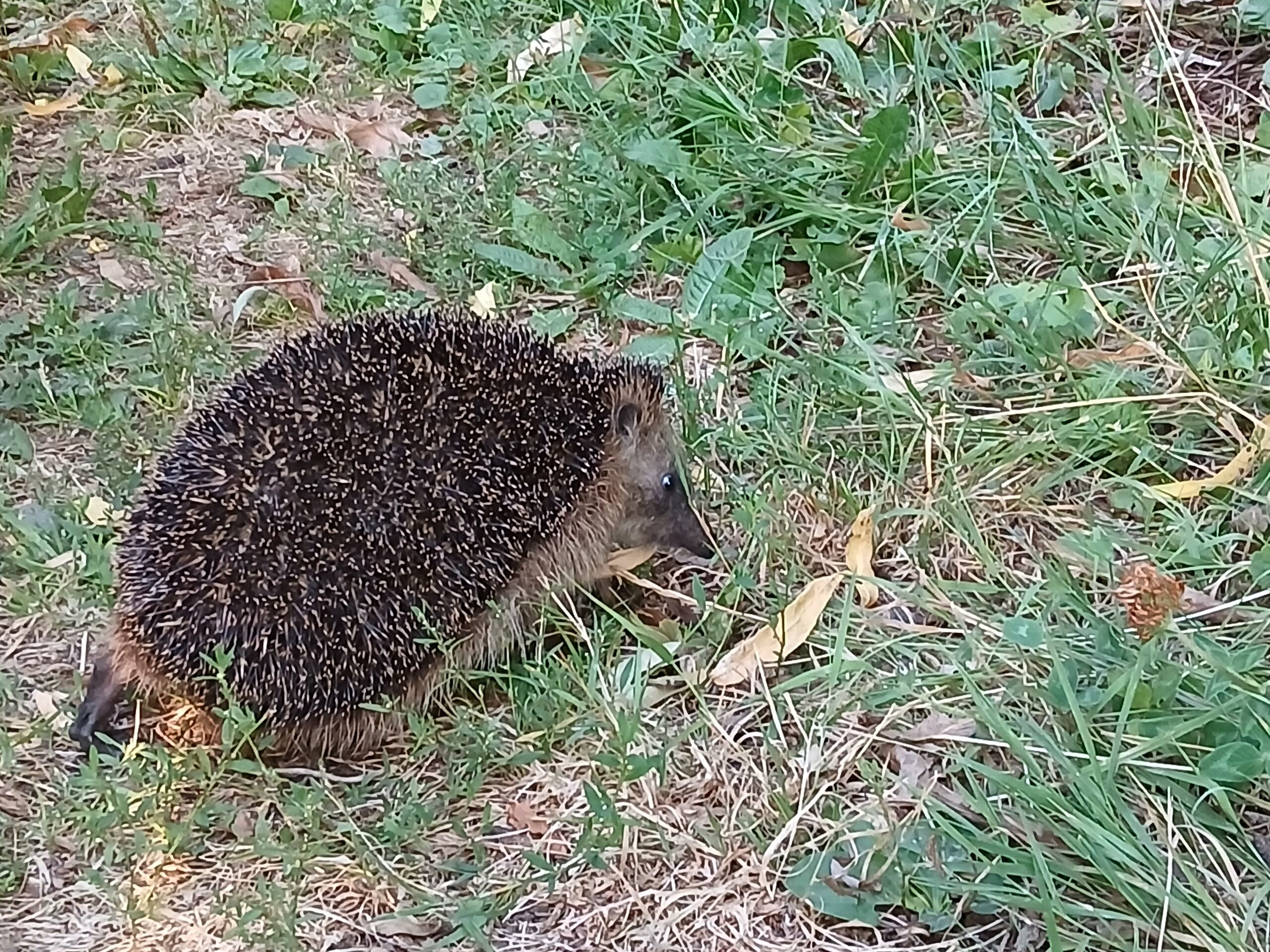 egel