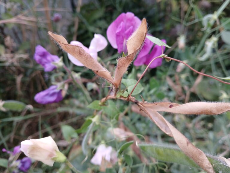 Lathyrus