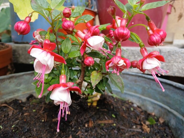 Fuchsia